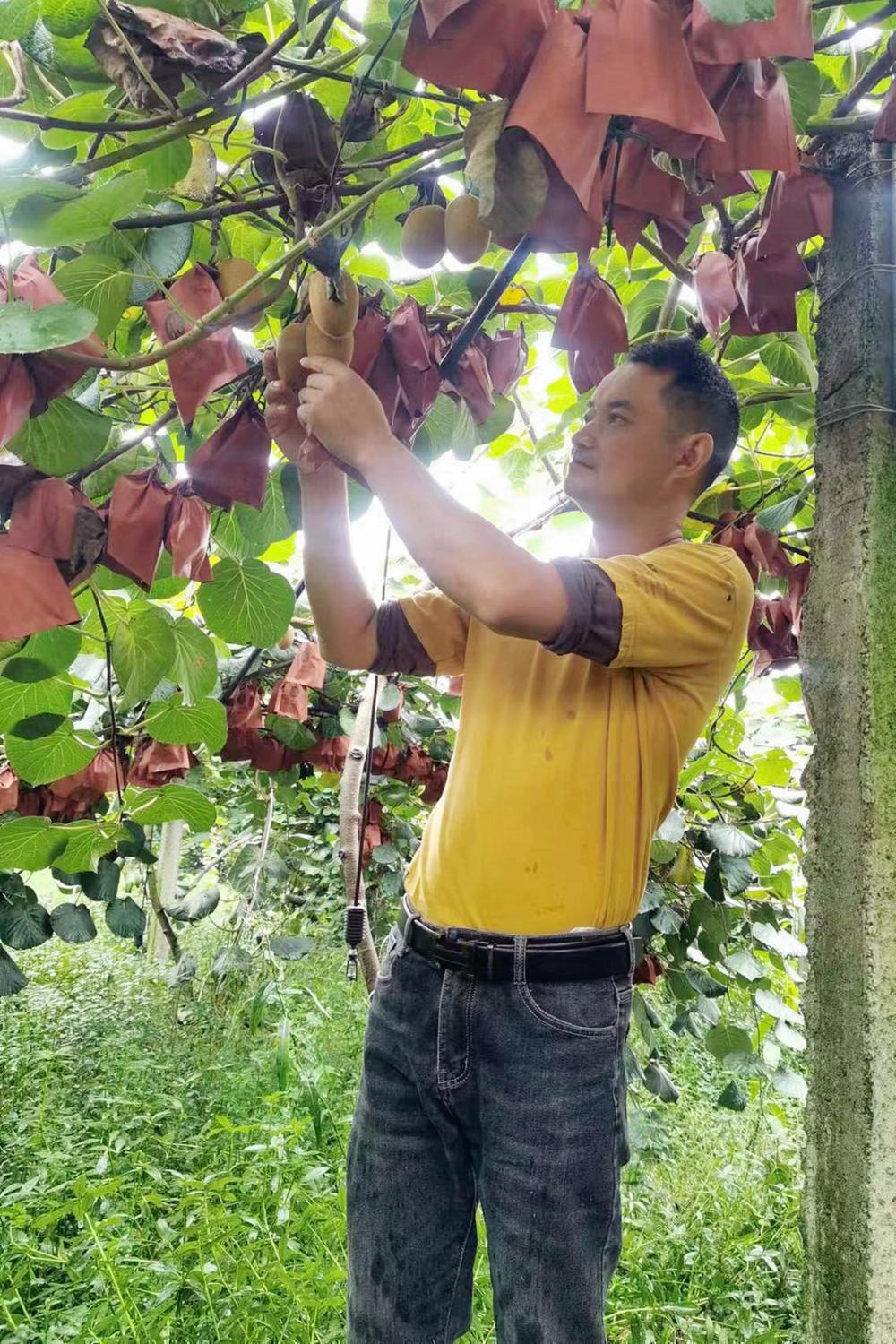 种粮大户“话丰收”