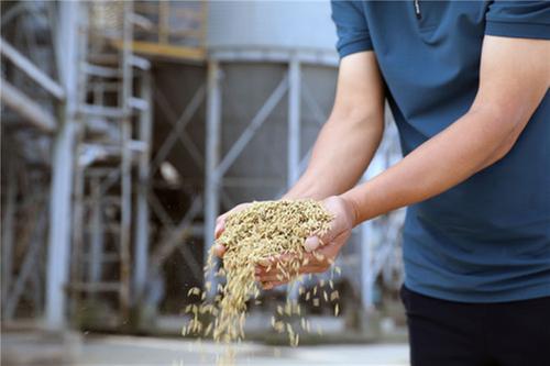 丹棱县：稻谷飘香好“丰景” 颗粒归仓抢农时