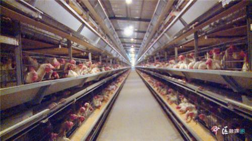 内江市市中区特色养殖助力乡村振兴