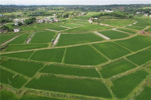 解码岳池农业现代化发展的人才“密钥”