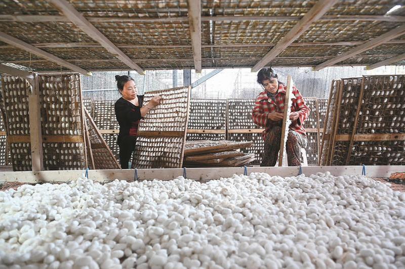 晚秋蚕茧采收忙