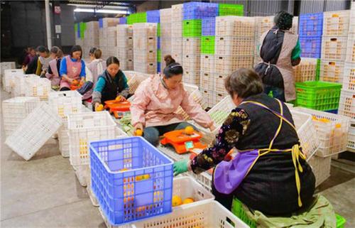 鲸灵×丹棱合作助农，网红果冻橙单场销售额超380万