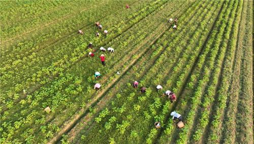 东兴区：秋菜托起“致富梦”