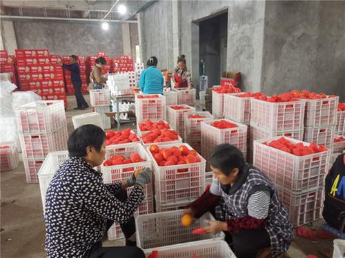 丹棱县：又到桔橙成熟季 电商助力融合发展