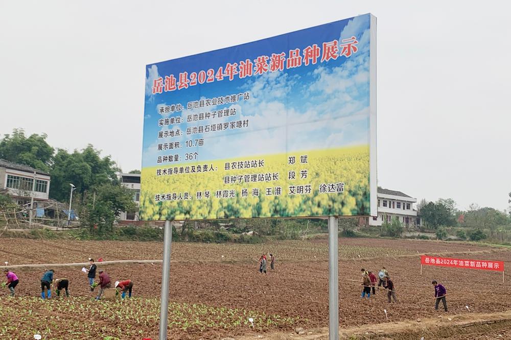 岳池县开展品种展示为油菜增产增效选好良种