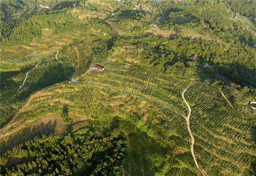 “抿甜”！东兴区双桥镇的橘子丰收啦！