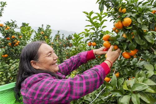 云龙镇：一“橘”成名 这里3000亩金秋砂糖橘上市