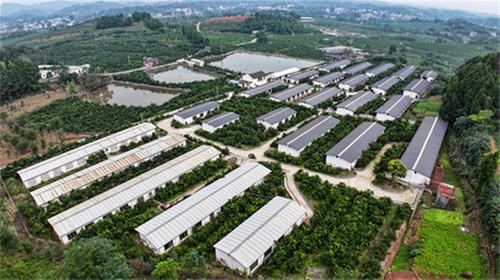 仁寿县：“赶考”城乡融合 交出亮眼答卷