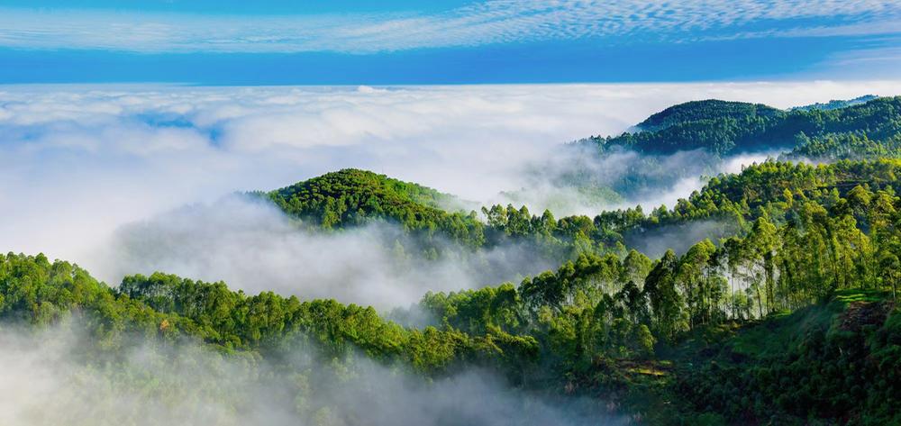 青神县：见竹业之力  赏生态之美