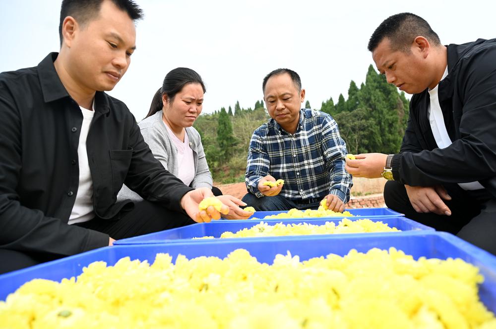东兴区：“美丽经济”助力乡村振兴
