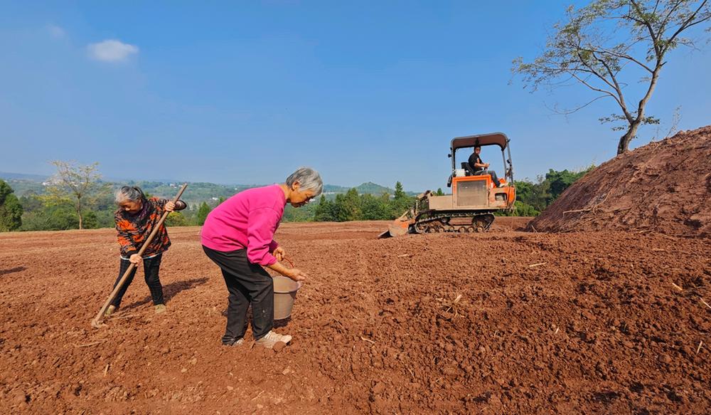 龙孔镇：种植千亩冬小麦 盘活整治撂荒地