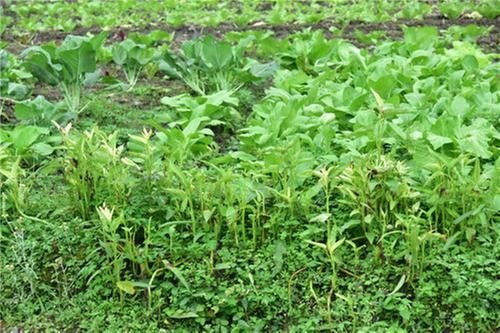 从“小山村”到“小康村”