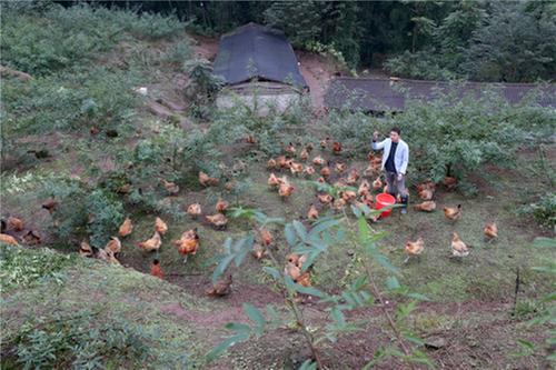 代龙村:种养循环实现双赢 花椒树下养出“花椒鸡”