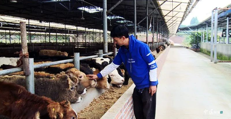 内江市市中区：肉牛养殖“犇”出乡村振兴致富路