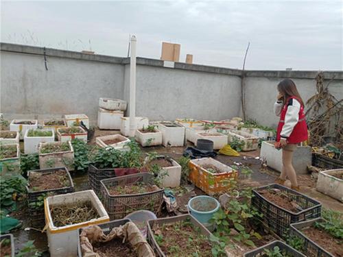 仁寿县网格员巧妙处理小区居民楼顶种菜问题