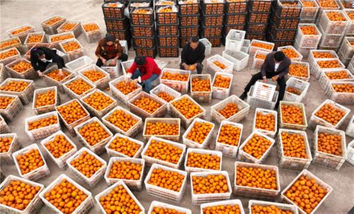 仁寿县：柑橘飘香迎丰收 “甜蜜产业”更甜蜜