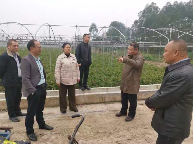 夹江县政协调研农业生产秸秆畜禽粪污综合利用推进工作