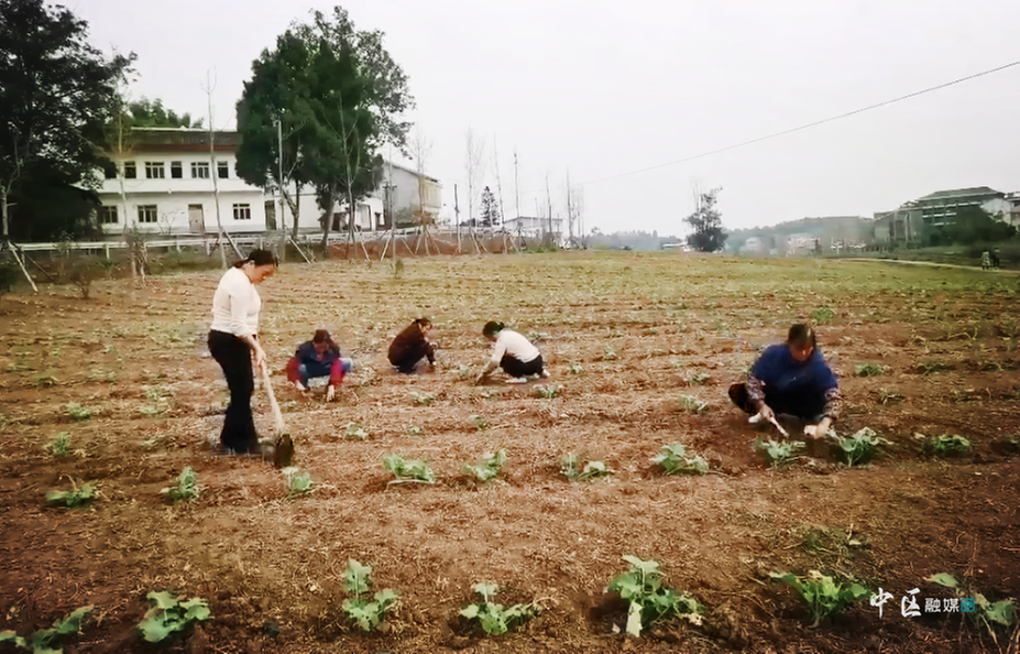 内江市市中区：芍药套种效益好 “一地双收”助振兴
