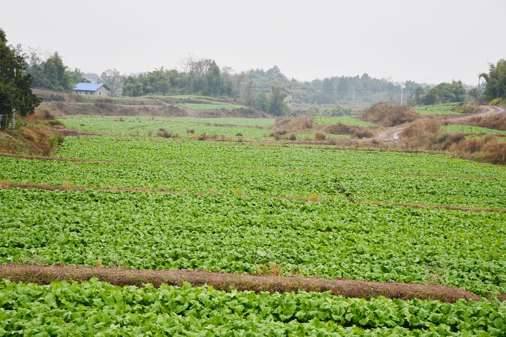 视频新闻 | 龙台镇：榨菜长势喜人  群众增收在望