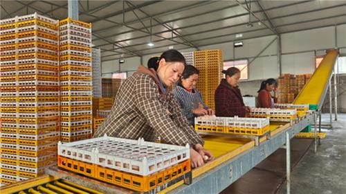 青神县：做强做优科技支撑  助力养殖业高质量发展