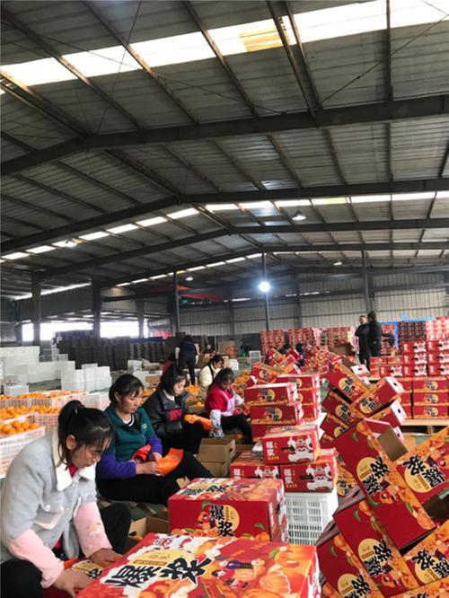 东坡区：打造精品水果 香飘国际市场