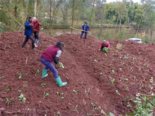 龙孔镇：全力整治撂荒地 种植油菜助力农旅融合
