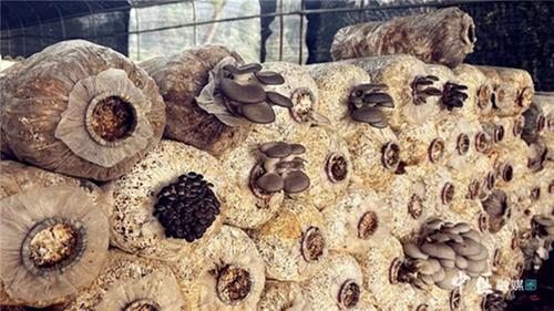 内江市市中区:“菇”足干劲促振兴 丰收撑起“致富伞”