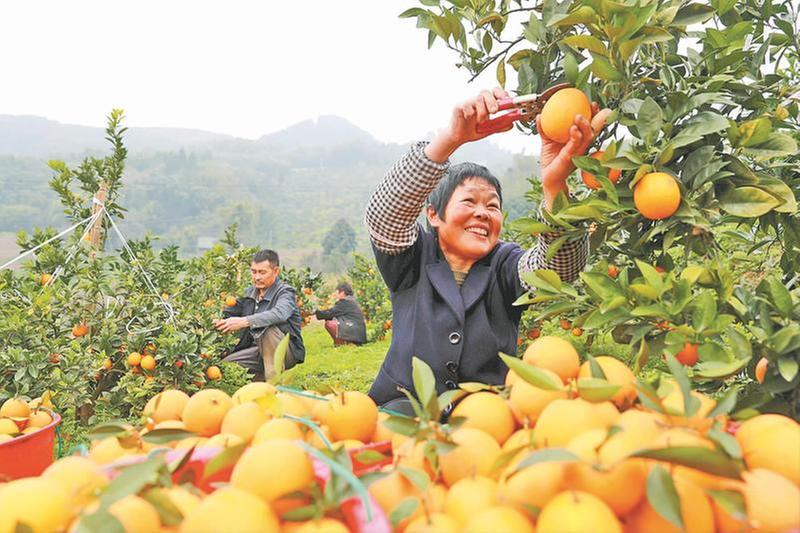 脐橙丰收果农笑
