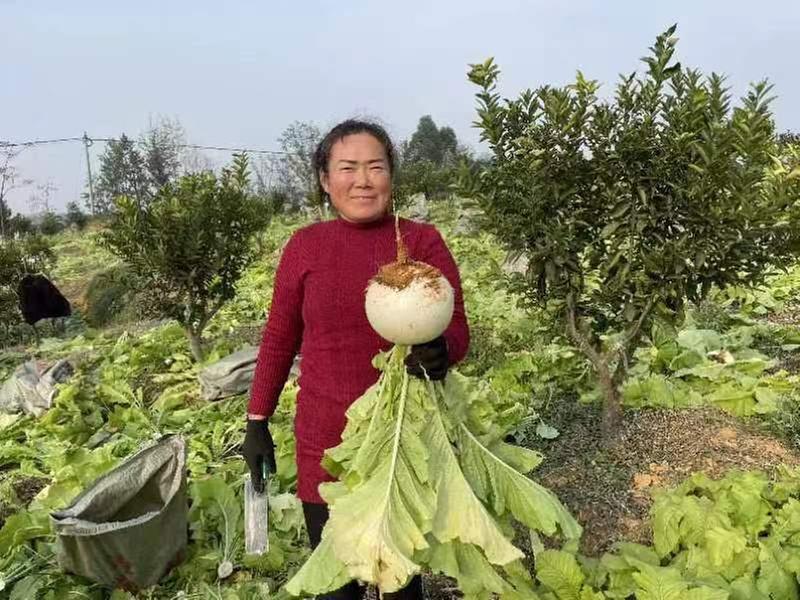 青神县：柑橘树下种萝卜  助农增产又增收  