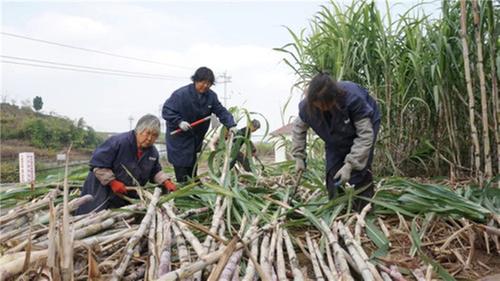内江市市中区好蔗酿好酒，“甜蜜”事业从“蔗”里开始