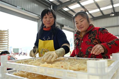 东兴区：天冬上市富农家