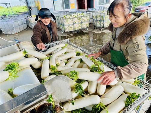 青神县：配齐发展要素 点燃村集体经济“新引擎”