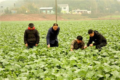 浓溪镇：加快发展现代农业 促进产城景融合发展