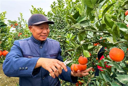 仁寿县：家家户户有果园 村民当起“代办员”