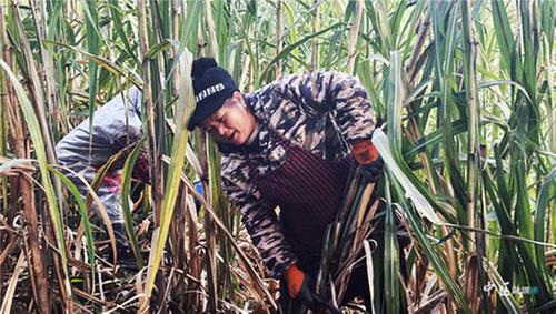 内江市市中区首个“甜味主题公园”的甘蔗丰收了