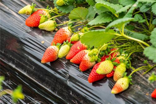 成都东部新区第二届航空草莓文化季（石板凳街道专场）将于1月18日开启