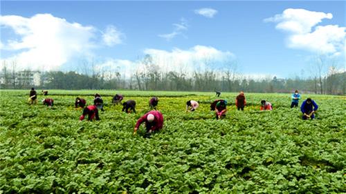邻水县：抓好冬季蔬菜生产 保障“菜篮子”供应