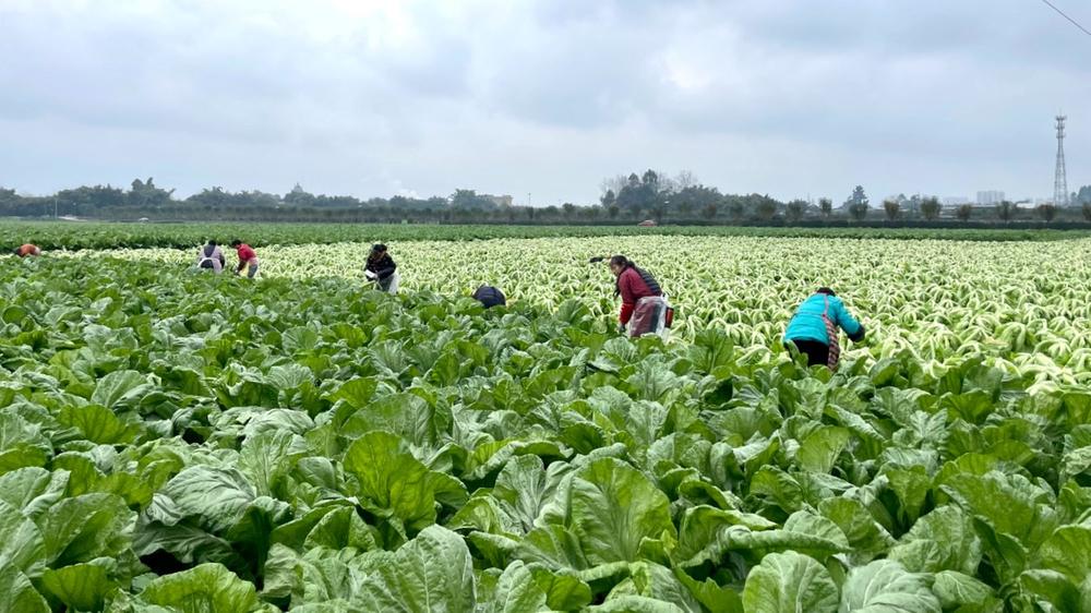 青神县：青菜迎丰收 菜农腰包鼓起来