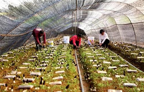 仁寿县：“新农人”让撂荒地焕发生机