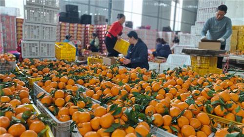 青神县：打开新“橘”面 晚熟柑橘产销两旺