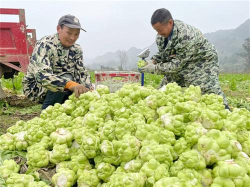 邻水县：300亩首批“订单榨菜”迎来丰收