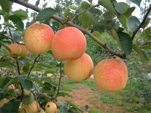 简阳“90后”返乡种梨 品牌化助力农户增收致富