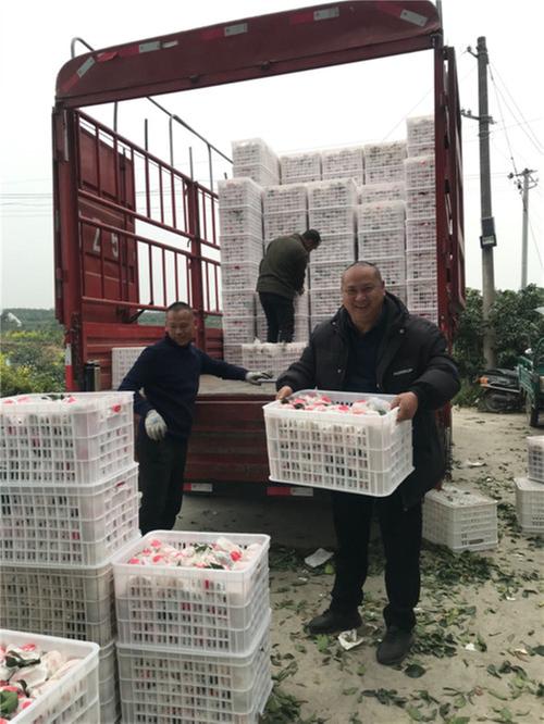 东坡区：水果种植户罗成银获纯利22万元