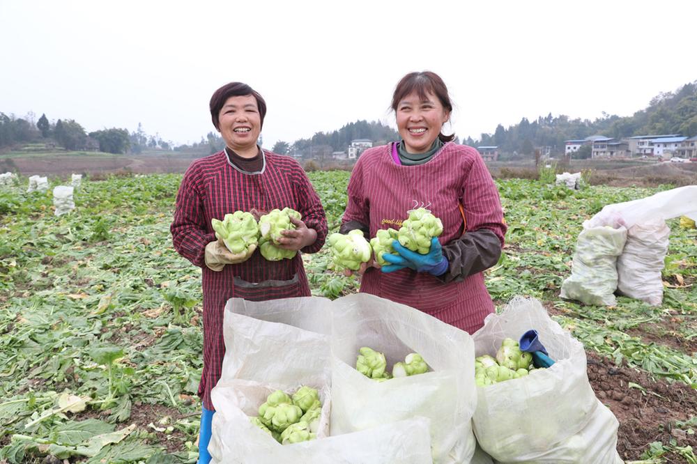 龙台镇榨菜成熟收割  厂家订单收购销路不愁