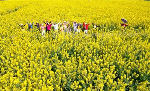 仁寿县：一株油菜花 带活“乡村游”