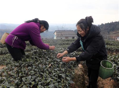 丹棱县：大山里的小茶市又热闹起来了