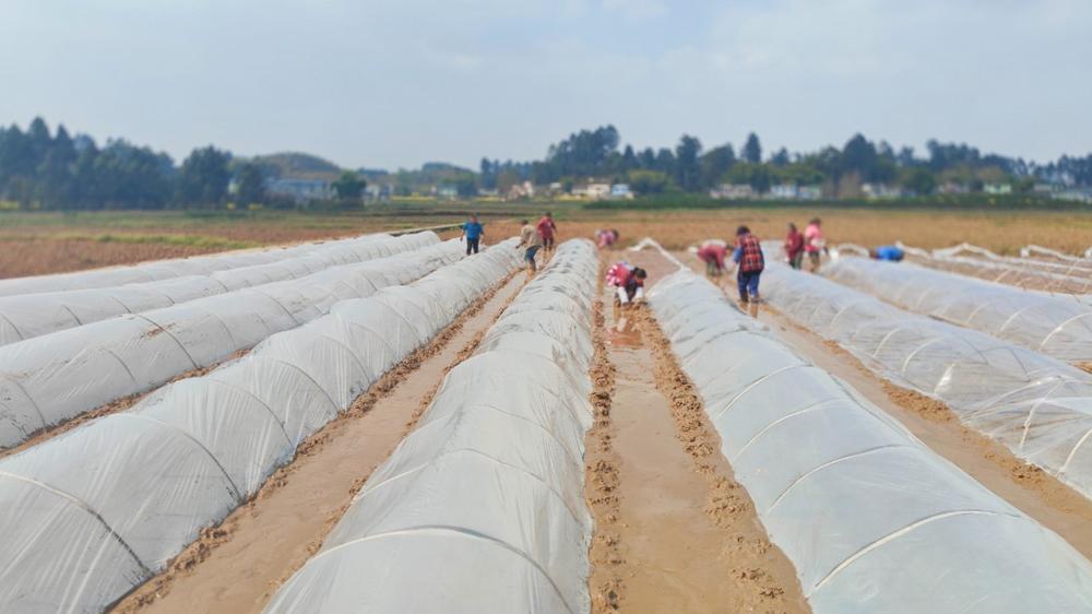 青神县今年计划种植水稻9.55万亩