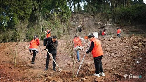 内江市市中区开展2024年义务植树活动