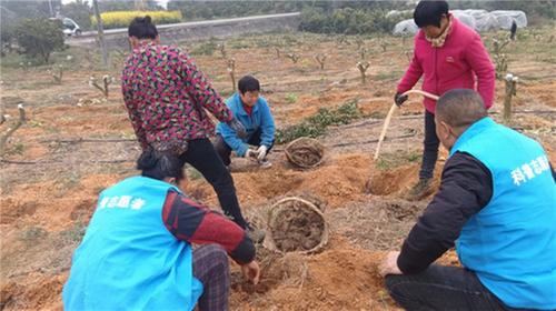 青神县：种植培训下田间 技术指导助生产