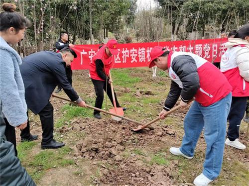 护安镇机关支部开展“争做新时代小平家乡种树人”主题党日活动